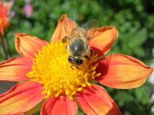 Bee on Flower in Seattle, WA | Burien Chevrolet