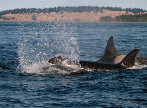Orca whales breaching ocean surface near Seattle, WA | Burien Chevrolet